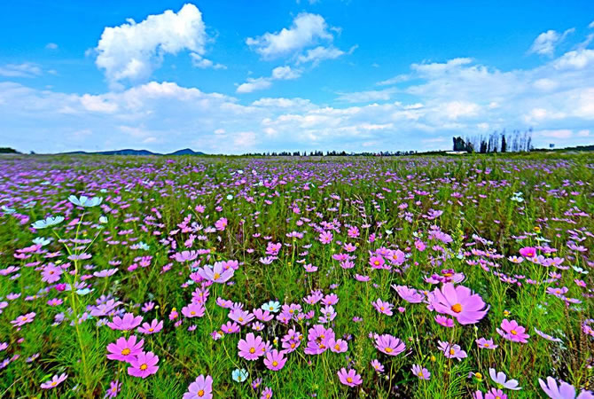 花花天下一日游_周边旅游_豪门国际官网