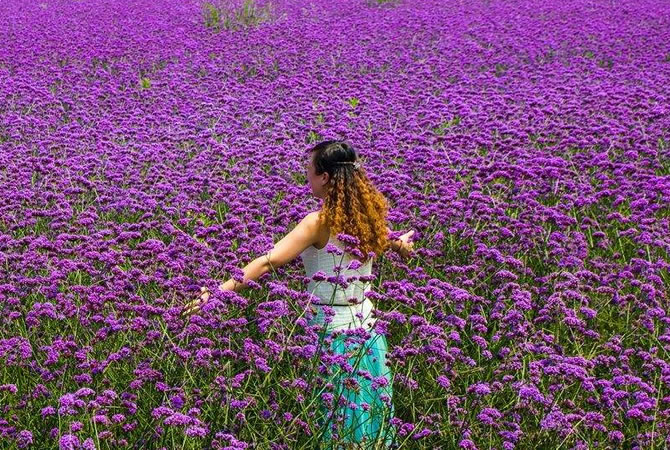 花花天下一日游_周边旅游_豪门国际官网