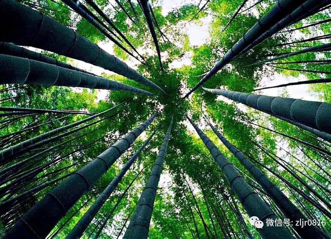 夏日特惠千人游—蜀南竹海2日游_其它_豪门国际官网